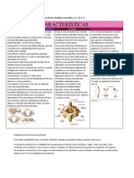 Características Particulares de Las Vértebras Cervicales