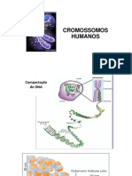 Aula 3 - Cromossomos Humanos