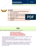 L1 Cells and Organisation