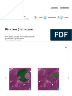 Histología Del Páncreas - Partes Exocrinas y Endocrinas - Kenhub