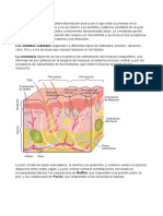 5 Somatosensorial