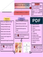 Anatomía Semana 3