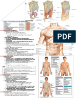 Gross HSB A - Anterior Abdominal Wall and Inguinal Region