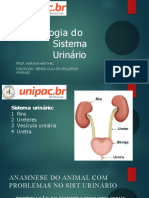 AULA 4 - Semiologia Do Sist Urinário