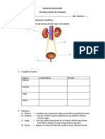 FICHA DE APLICACIÓN Sistema Excretor