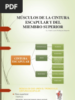 Clase #6/1 Anatomia