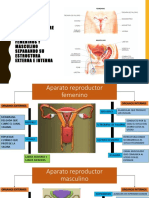 Aparato Reproductor Femenino y Masculino