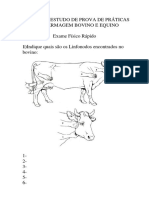 Roteiro de Estudo de Prova de Práticas de Enfermagem Bovino e Equino