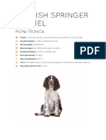 English Springer Spaniel