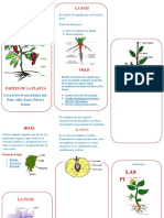 TRIPTICO de Las Plantas