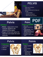 Pelvis