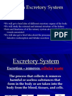 Excretory System