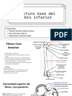 Estructura Osea de Miembro Inferior