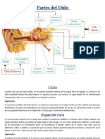 Partes Del Oído