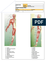 Tipos de Musculos