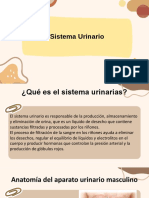 Sistema Urinario