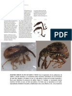 Taxonomia de Anthonomus Eugenii