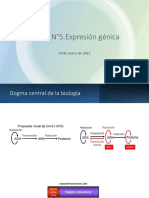 4-Expresión Génica. Transcripción y Traducción