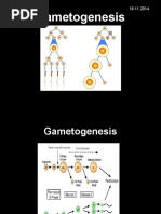 LESSON 9 Gametogenesis