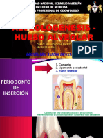 Alveologénesis - Hueso Alveolar