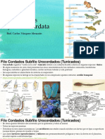 Clase 4 Urocordados Cephalocordados Vertebrados Agnatos