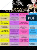 Caracteristicas Vertebrales de La Columna