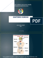 Sistema Endocrino