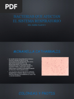 Bacterias Que Afectan El Sistema Respiratorio