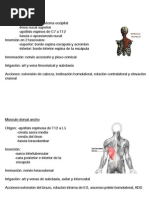 Esquema Músculos en Targetitas Listas para Imprimir!