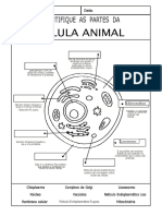 Ativ Célula Animal 