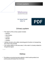 Lecture Urinary System of Animals