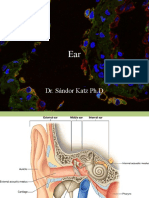 15-Sensory Organs