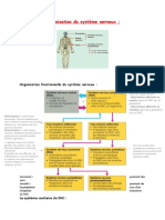 Organisation Du Système Nerveux