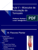 Aula V - Músculos Da Articulação Do Tornozelo