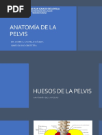 Anatomía de La Pelvis