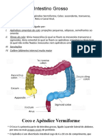 Intestino Grosso