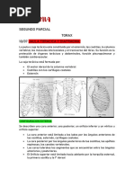 Anatomia Segundo Parcial