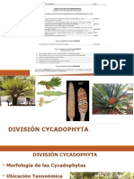 Division Cycadophyta