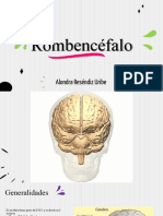 Rombencefalo Anatomía