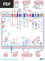 Passive Active Transport Endocytosis Exocytosis Illustration Atf