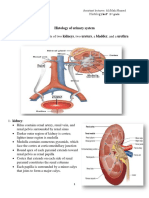 Lecture Histology US