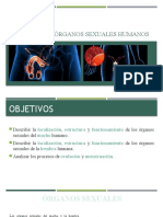 Anatomía y Fisiología de Órganos Sexuales