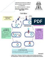 KarollPatlanAlvarez 2253 CiclLitLiso