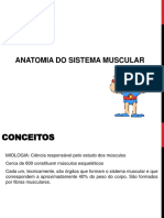 Sistema Muscular