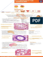 Infografía Aparato Reproductor Masculino