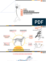 CLASE 3 - Neuroanatomía Funcional