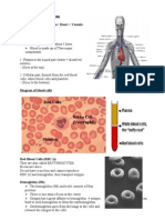 Circulatory System