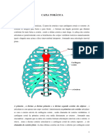 Caixa Torácica e Vias Respiratórias