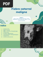 Fiebre Catarral Maligna