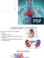 Anatomy and Cardiovascular Assessment